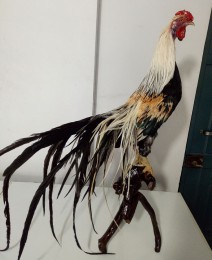 野雞動(dòng)物標(biāo)本